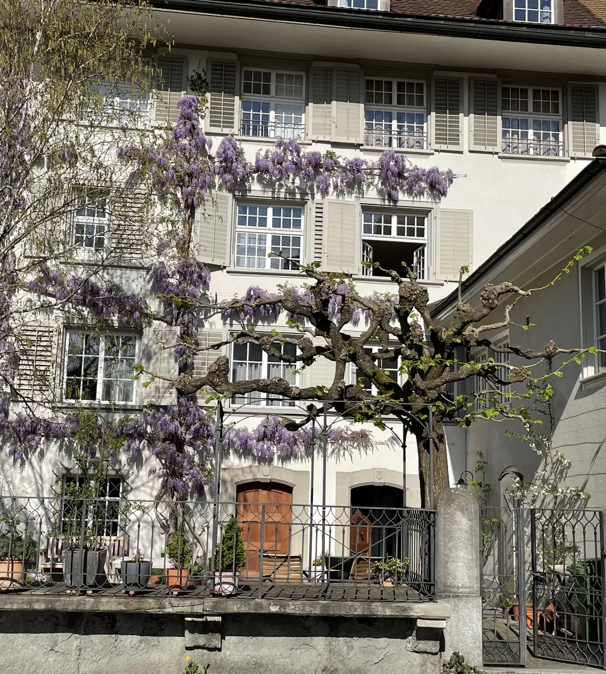 Fassade mit blühendem Baum und Balkonen im Vordergrund.
