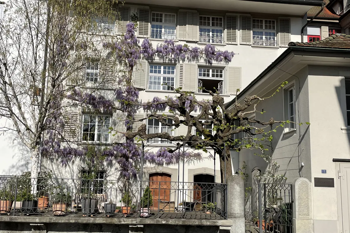 Fassade mit blühendem Baum und Balkonen im Vordergrund.