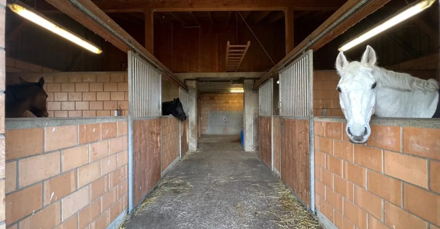 Pferdefarm 4,5 Zimmer, Stall, Paddock, Parks - Foto 6 von 6