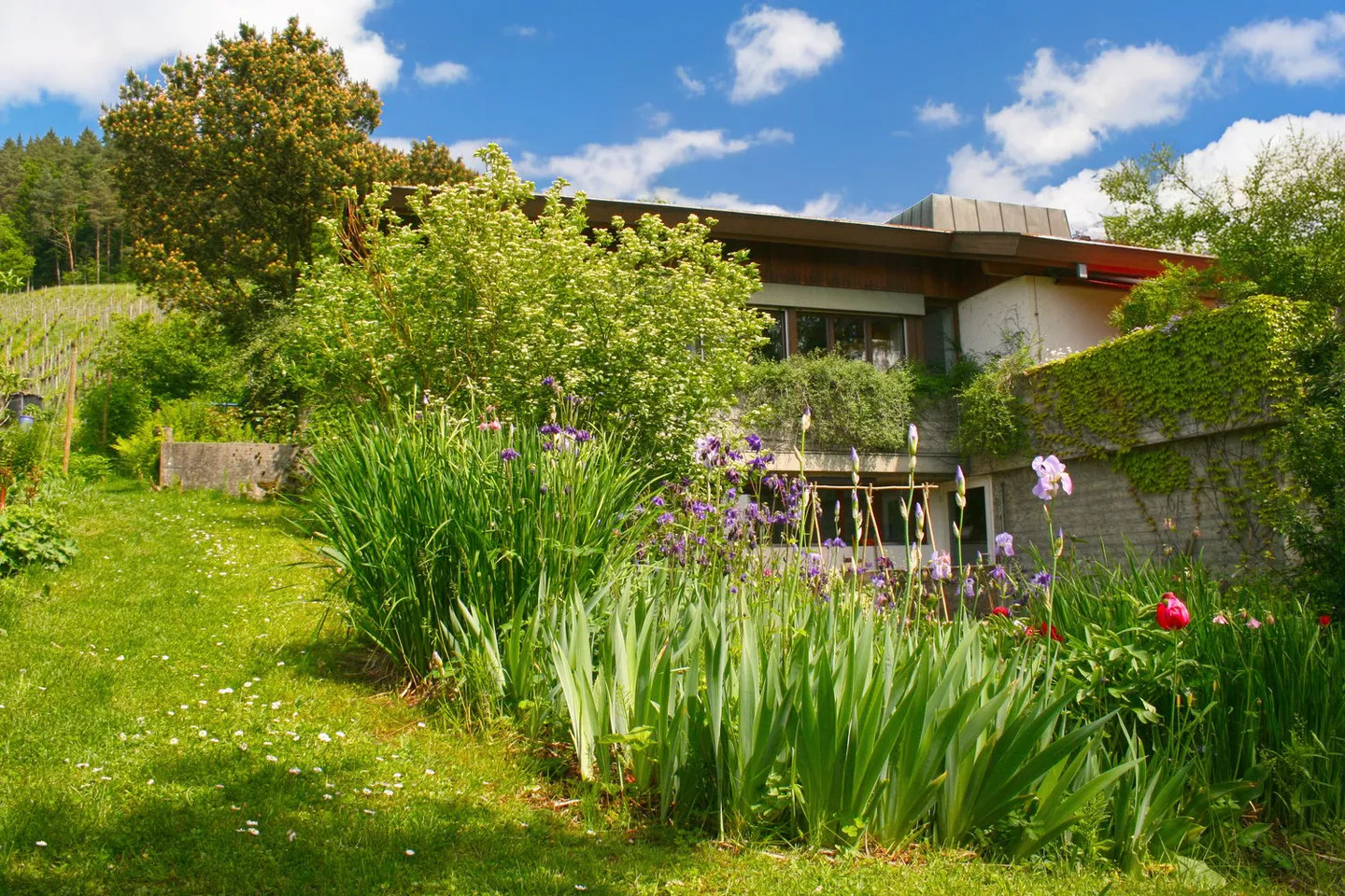 Repräsentatives 6½-Zimmer-Einfamilienhaus – Exklusives Wohnen am sonnigen Rebhang - Foto 3 von 11