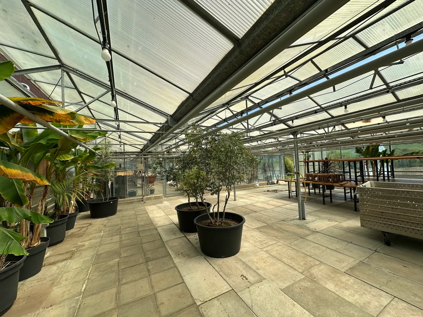 Vivai su 4.000 m2 di terreno e vari posti auto - Foto 4 di 7