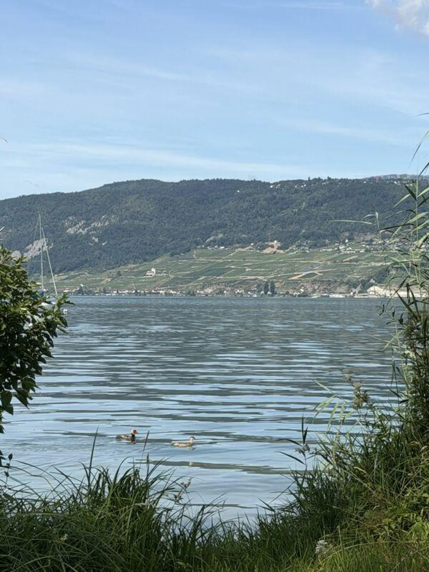 Grande parcelle de terrain à bâtir au bord du lac de Bienne avec potentiel. Résidence principale et secondaire possible ! - Photo 22 sur 22