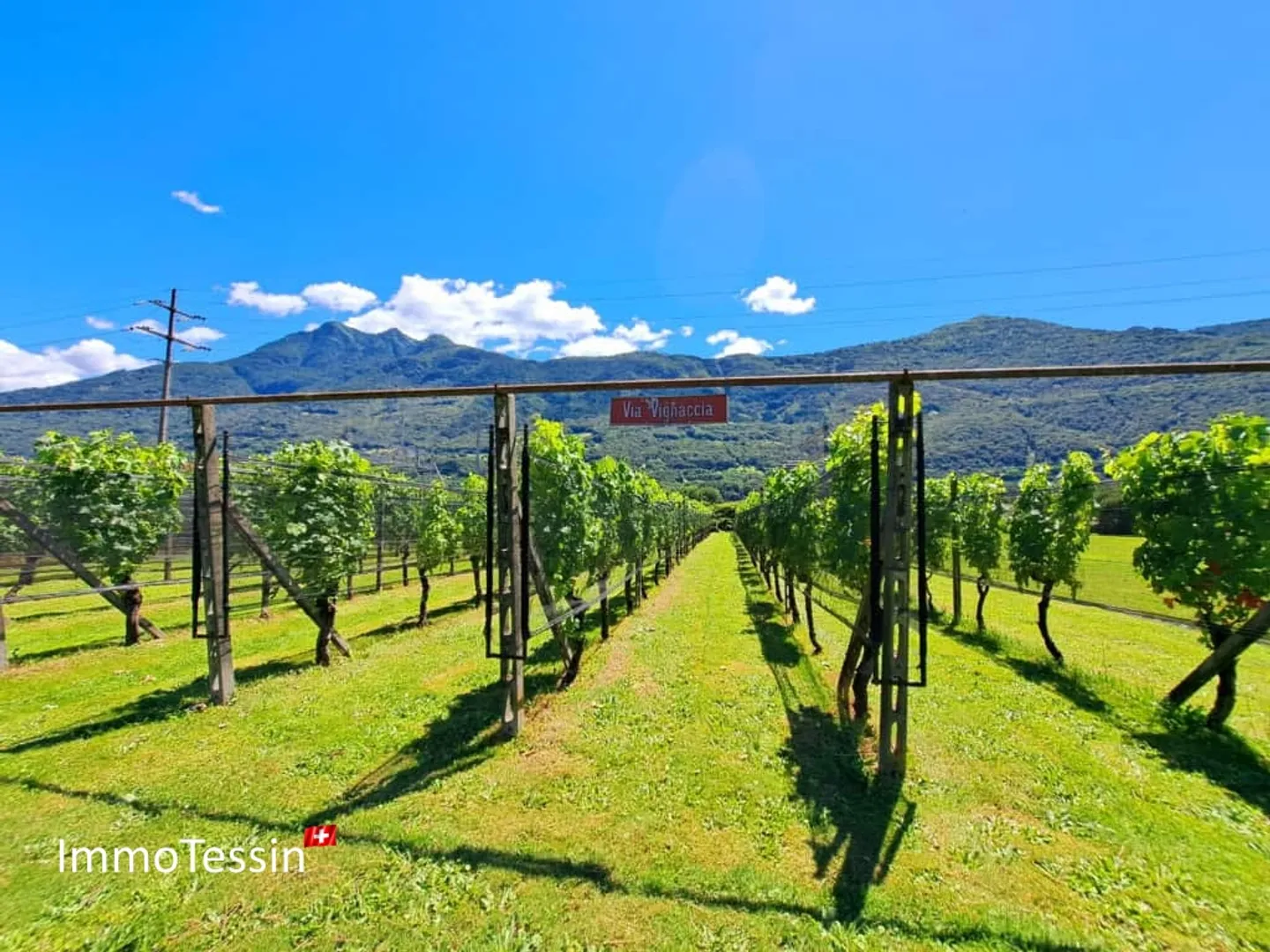 Villa with vineyard and huge 2200 m2 plot in Giubiasco - Photo 4 of 13