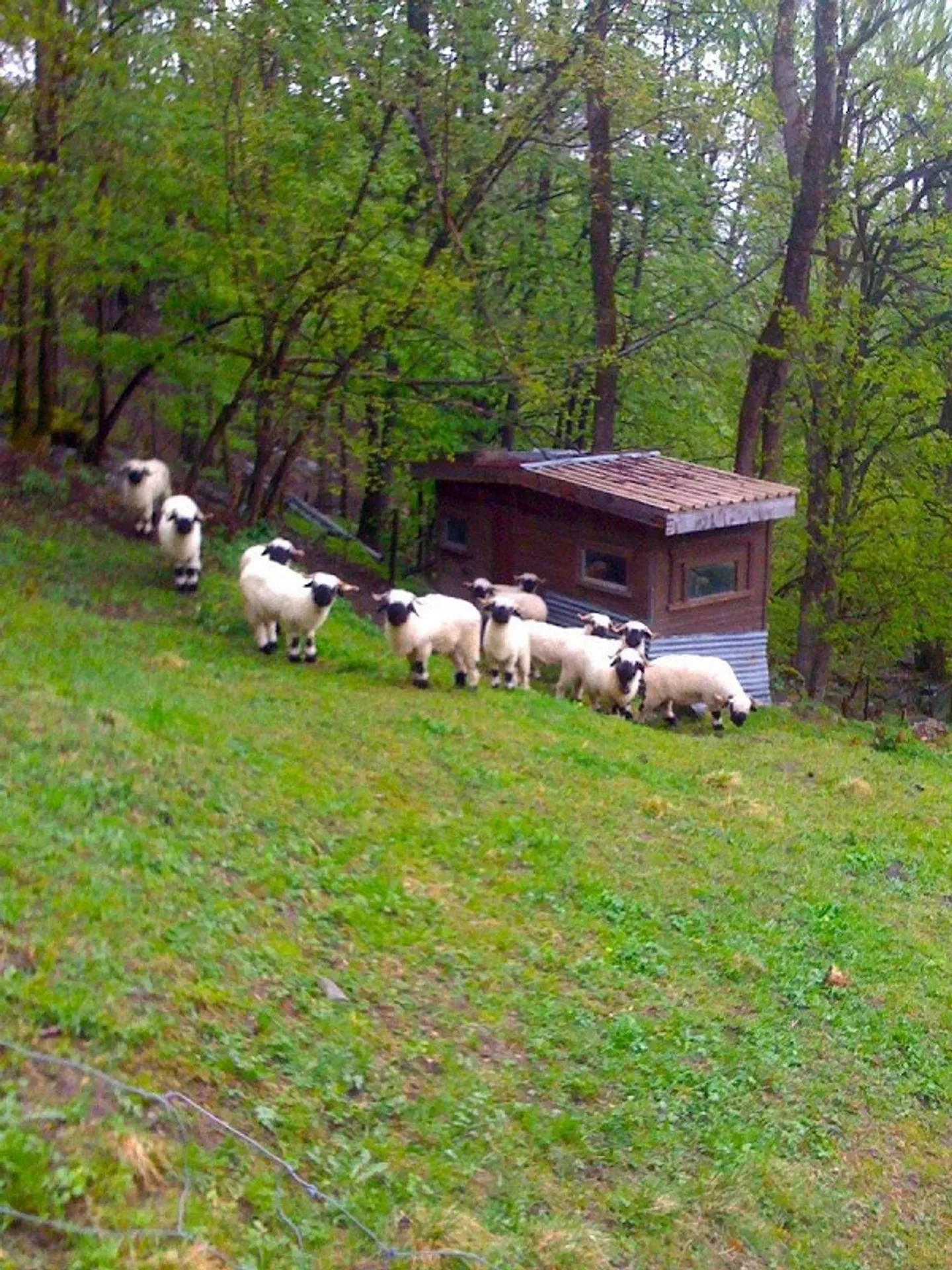 Charmantes Chalet in idyllischer Natur - Foto 11 von 13