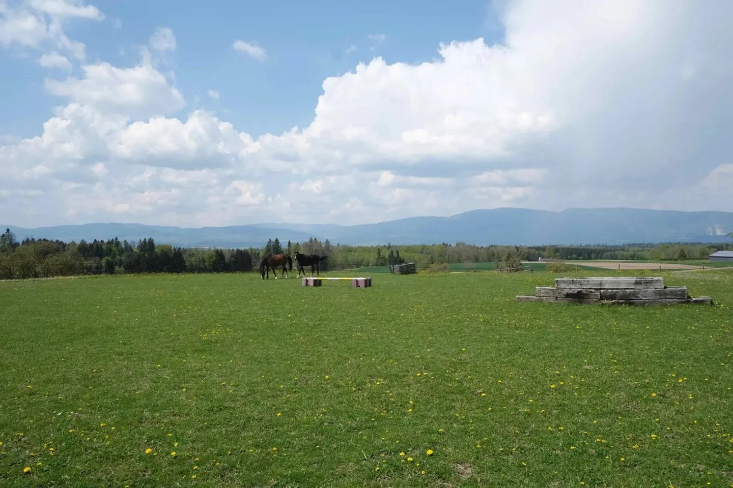 Magnifico terreno per 1 a 3 ville - 540 spb con parco e area di dressage - Foto 5 di 5