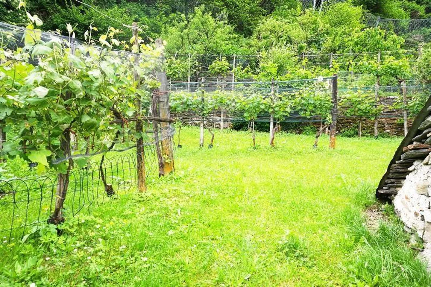 Baugrundstück in Gnosca - Foto 5 von 19