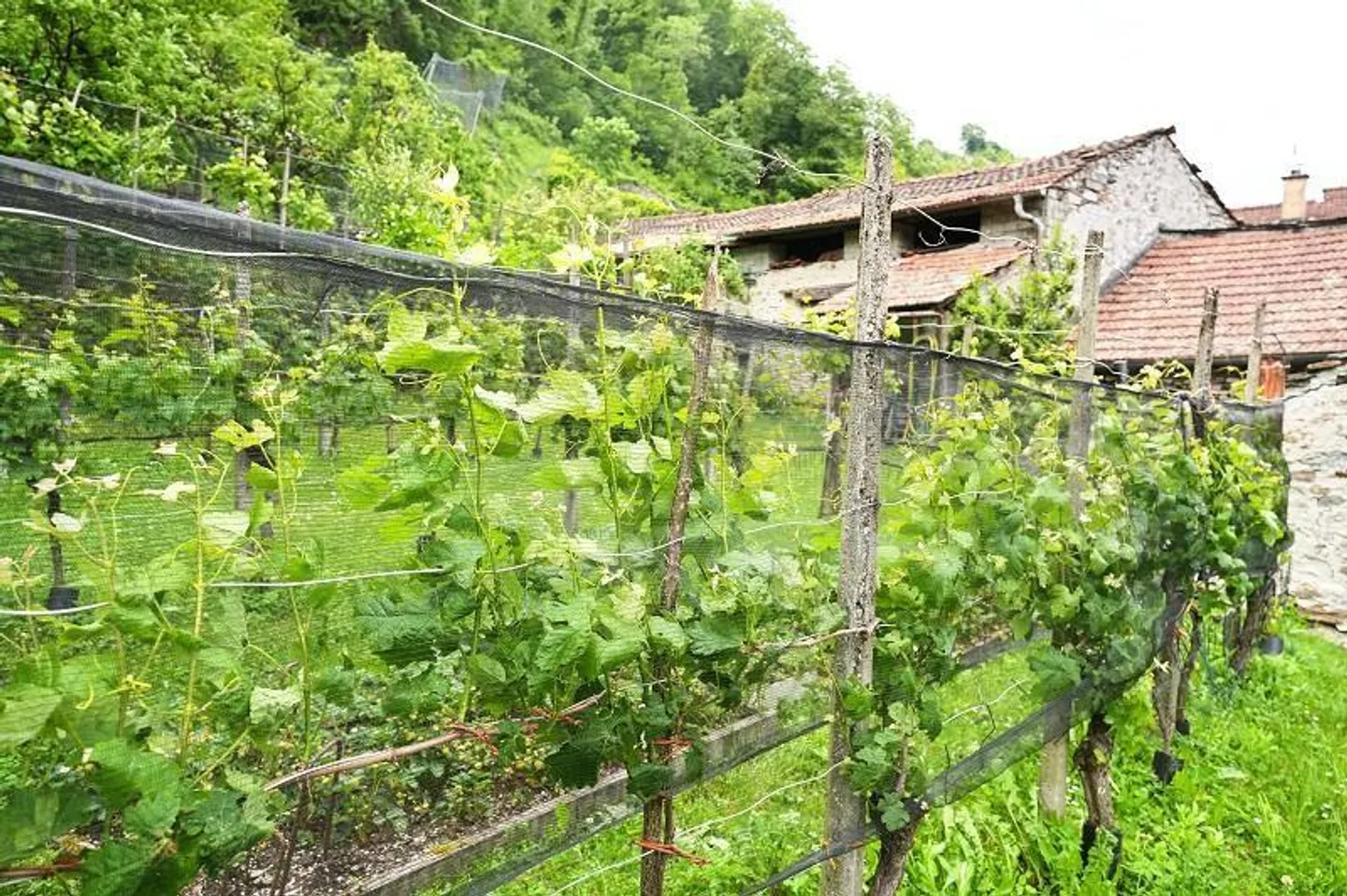 Baugrundstück in Gnosca - Foto 6 von 19