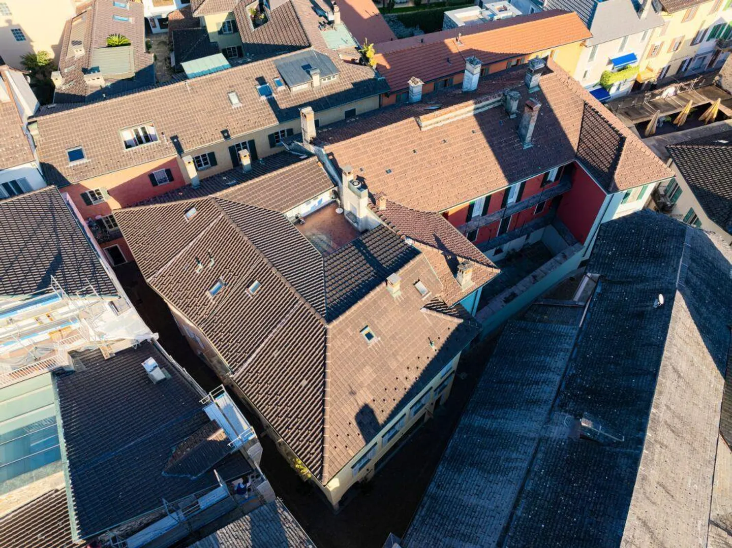 White Peacock - Photo 7 of 7