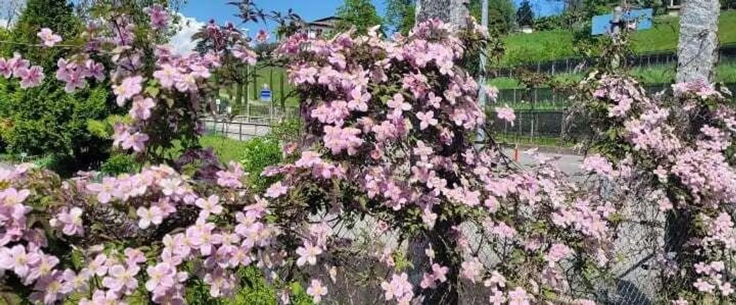 BRIGHT 4.5-ROOM APARTMENT WITH GARDEN IN COLDRERIO - Photo 10 of 10