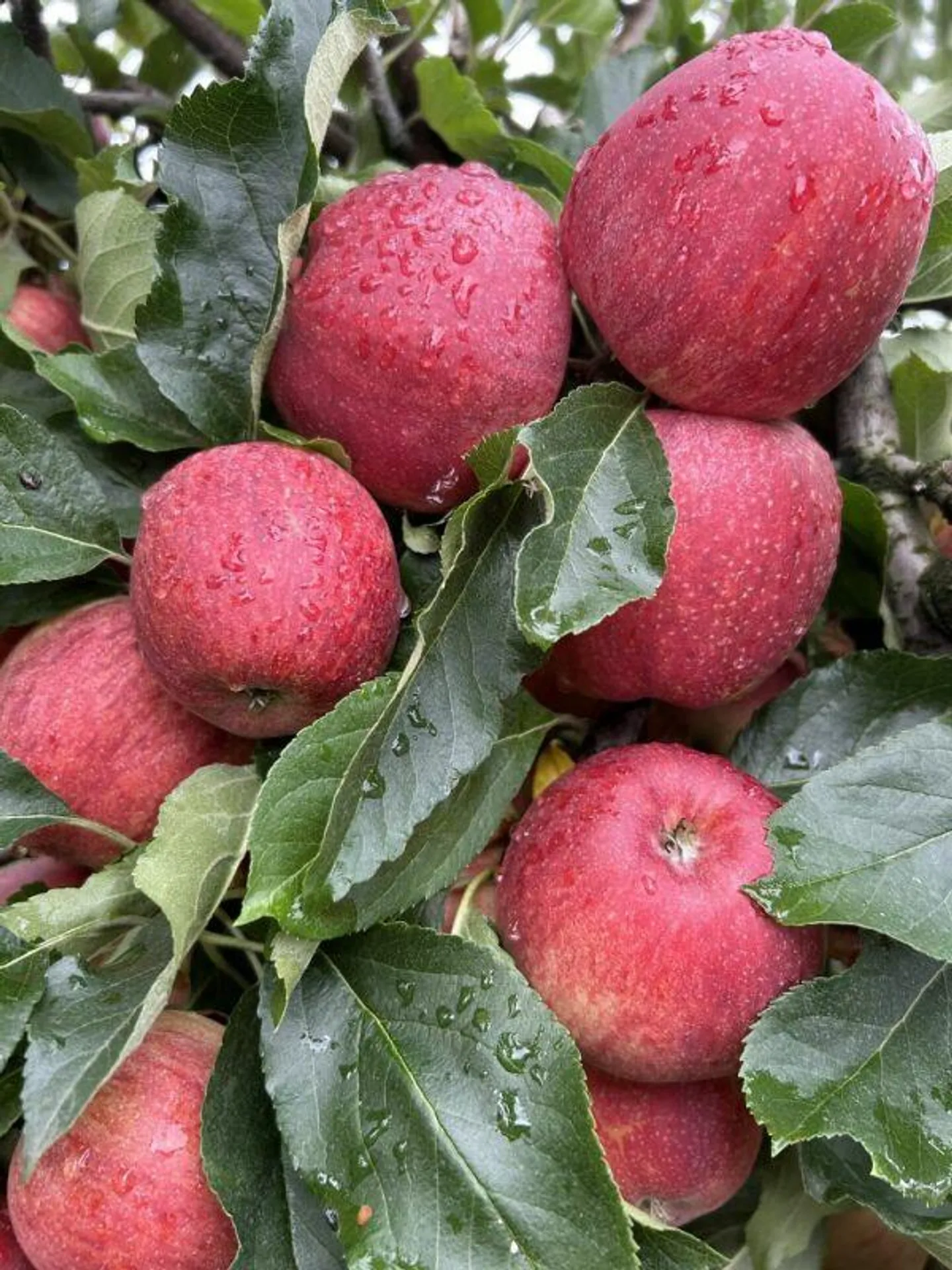 Culture de fruits de montagne dans le Bern-Mittelland - Photo 2 sur 8