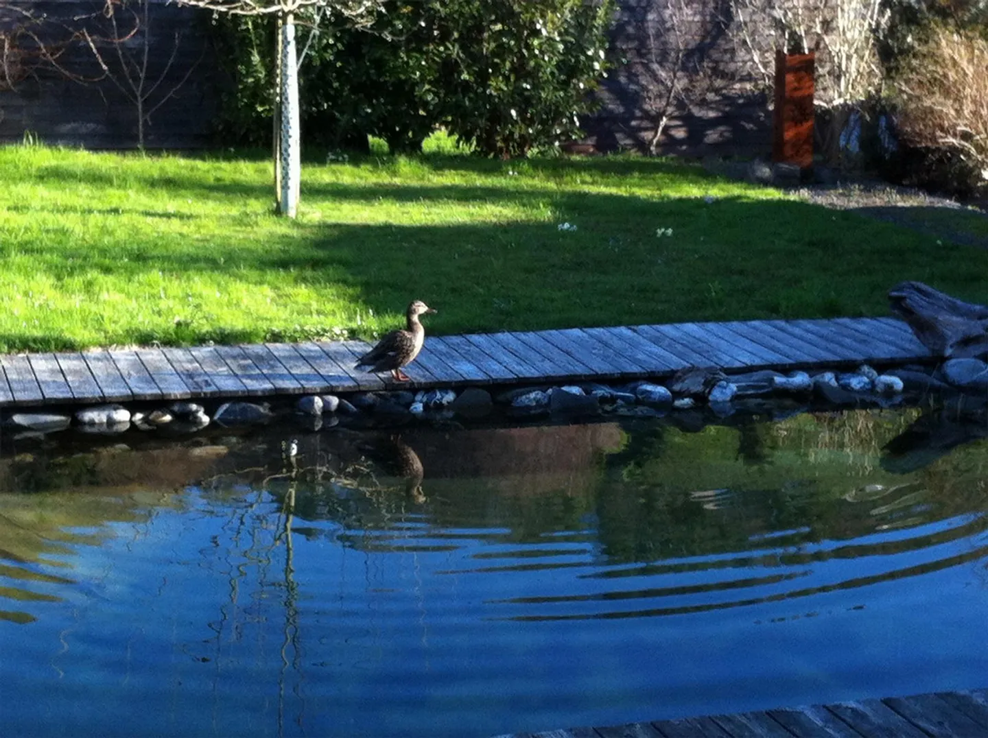 Unique: 7-Room Art Nouveau House with High Ceilings and Swimming Pond - Photo 12 of 24