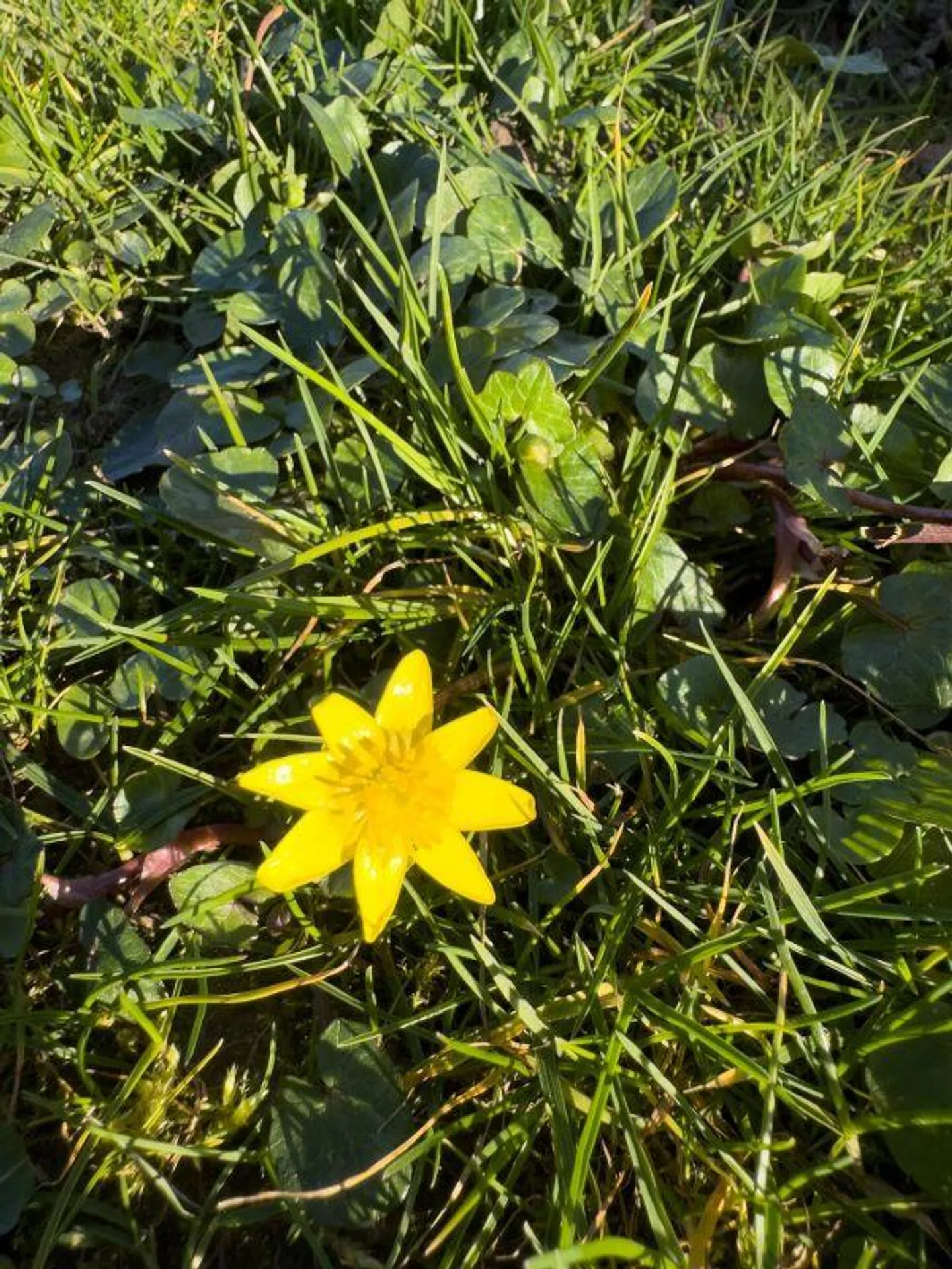 Geräumiges Einfamilienhaus mit Wintergarten - Foto 29 von 30