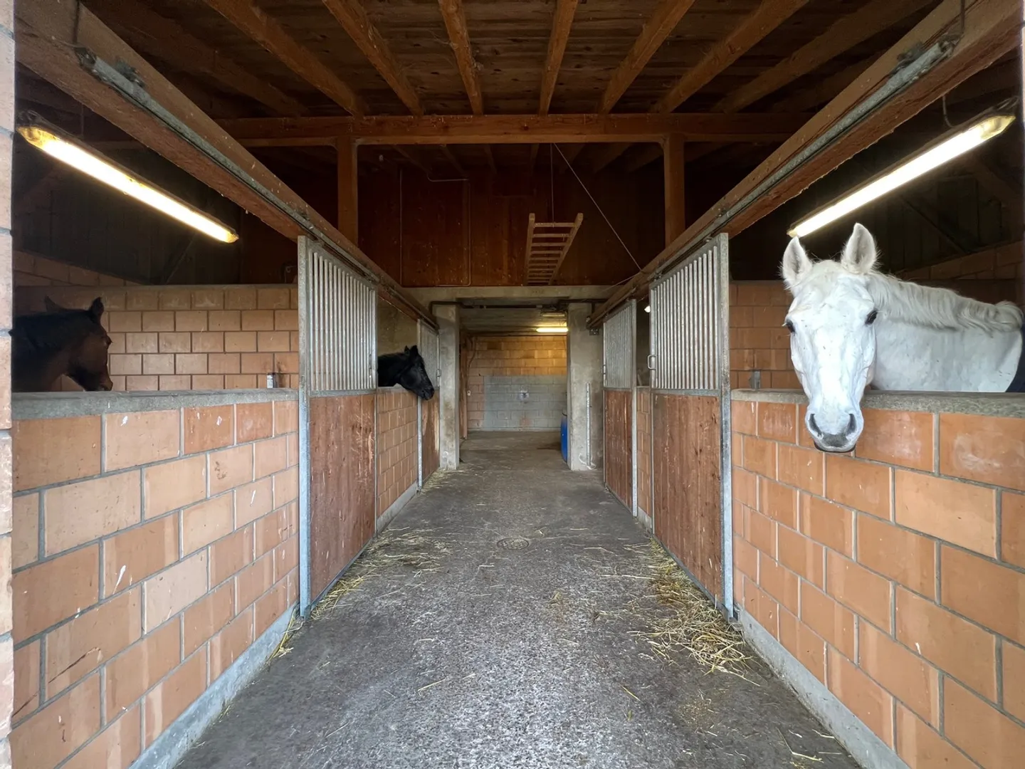 Equestrian farm 4.5 rooms, stable, paddock, parks - Photo 6 of 6