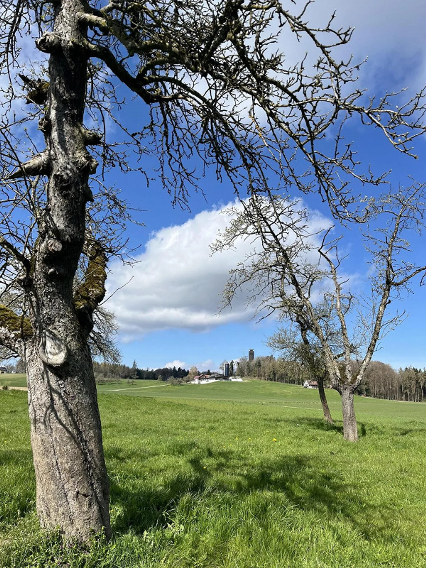 Newly renovated timber house with 7 rooms - Photo 8 of 8