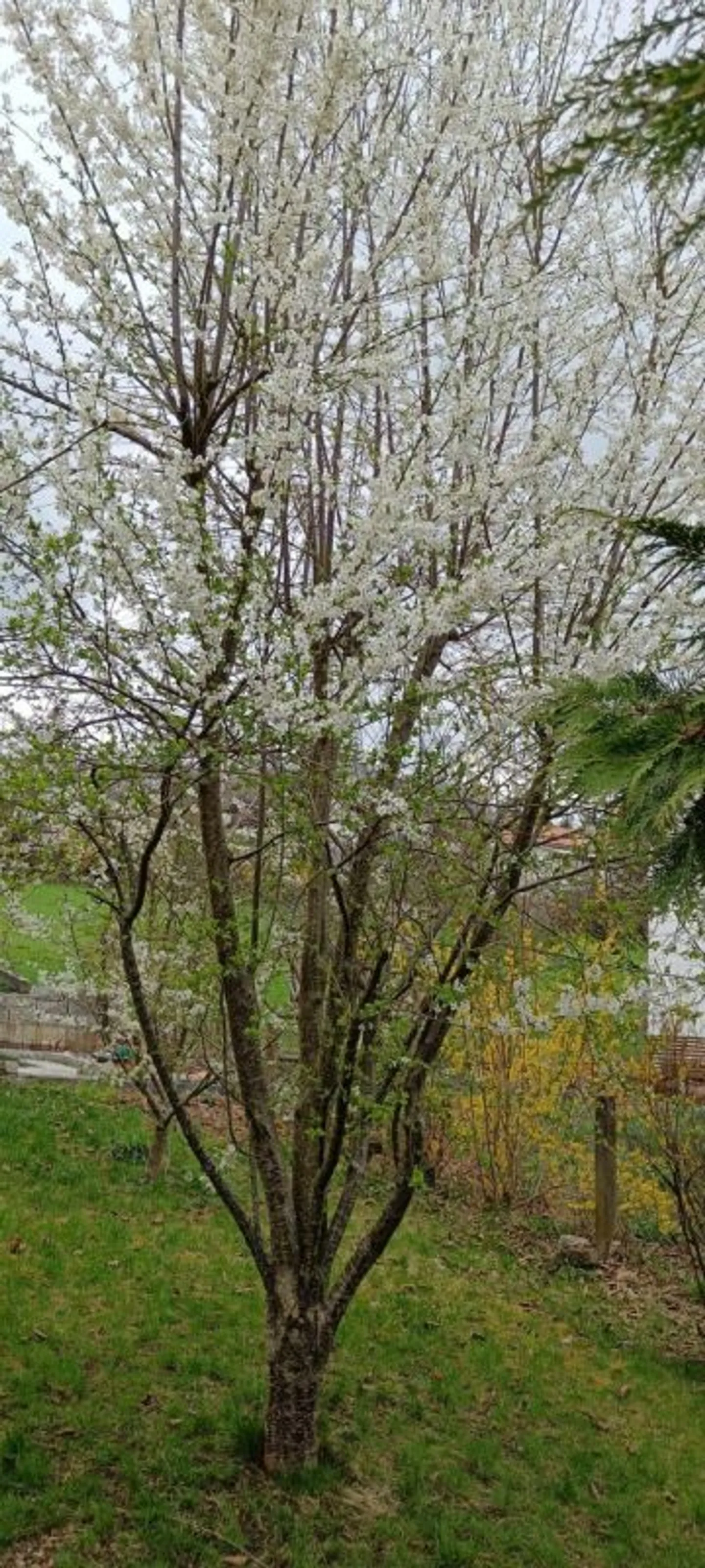 Einfamilienhaus in freier Natur mit riesigem Garten - Foto 4 von 12