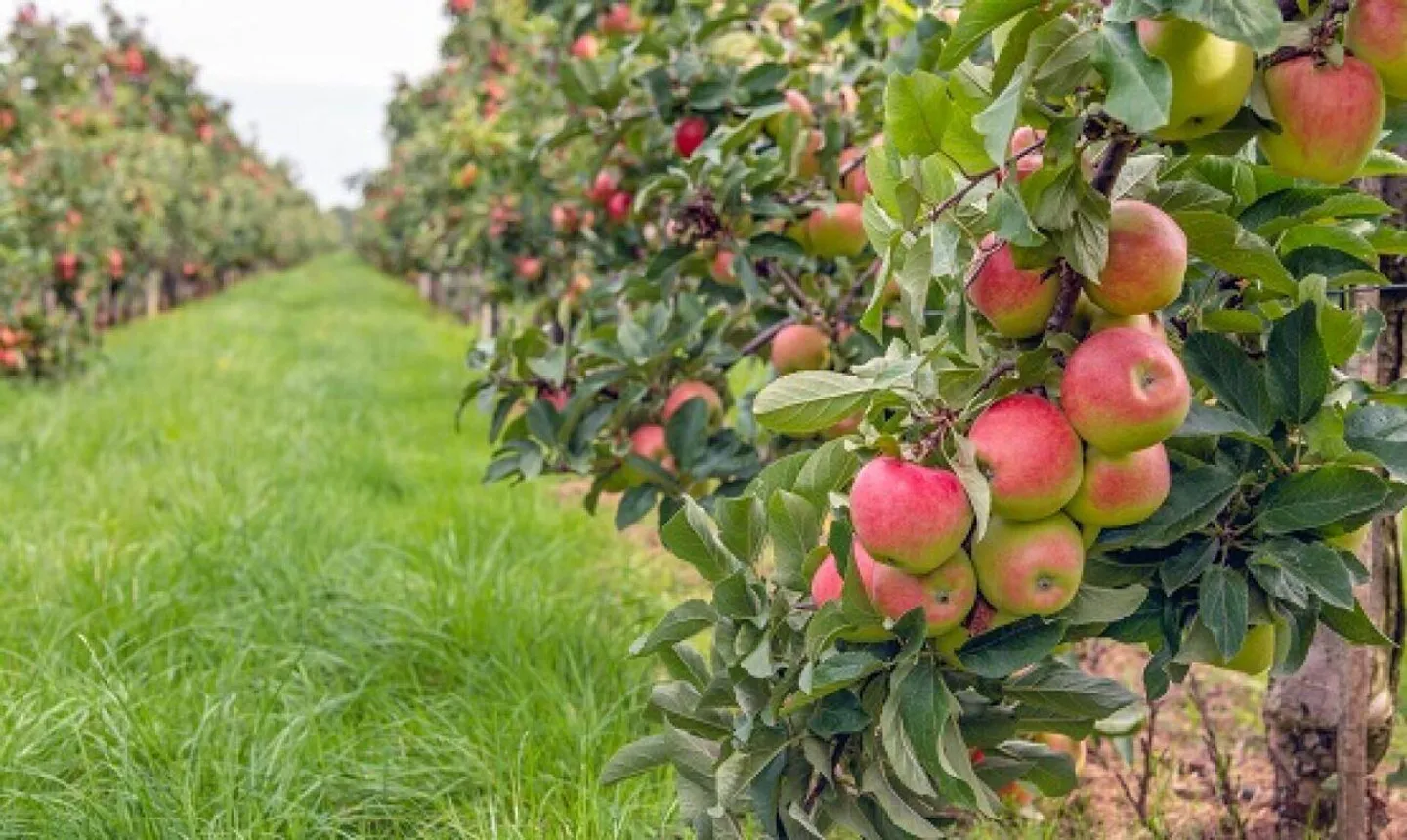 Coltivazione di frutta di montagna nel Bern-Mittelland con 8 appartamenti - Foto 3 di 8