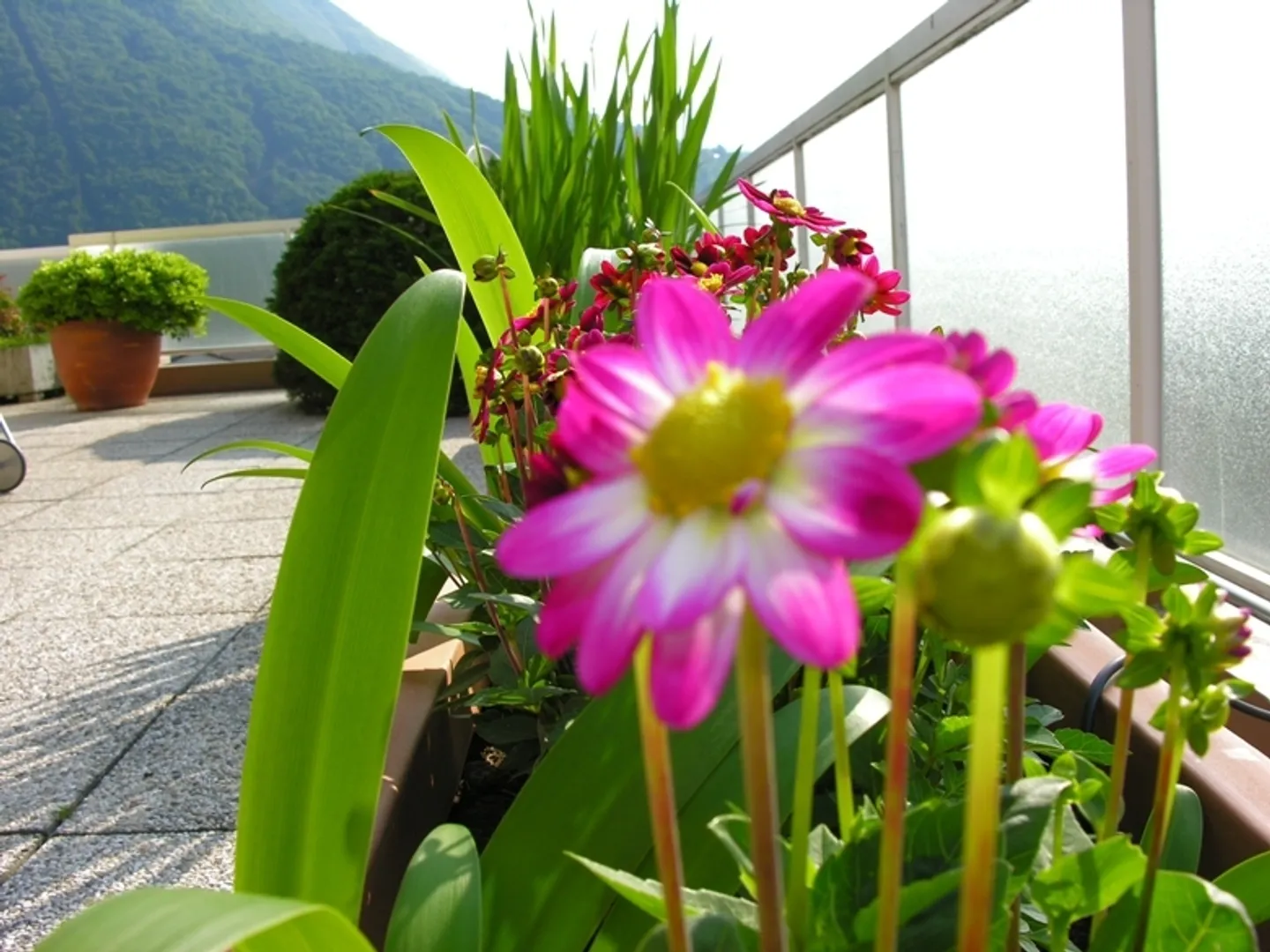 Bellissimo attico 4.5 locali su un solo piano con splendida terrazza - Foto 4 di 6