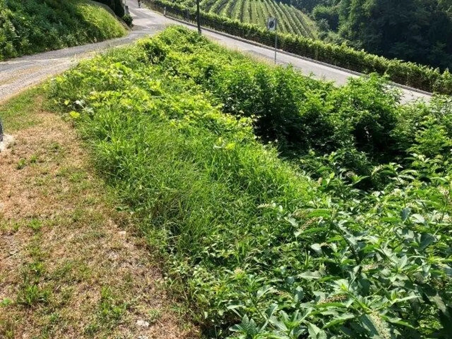 Sonniges Baugrundstück in Monteggio - Foto 4 von 8