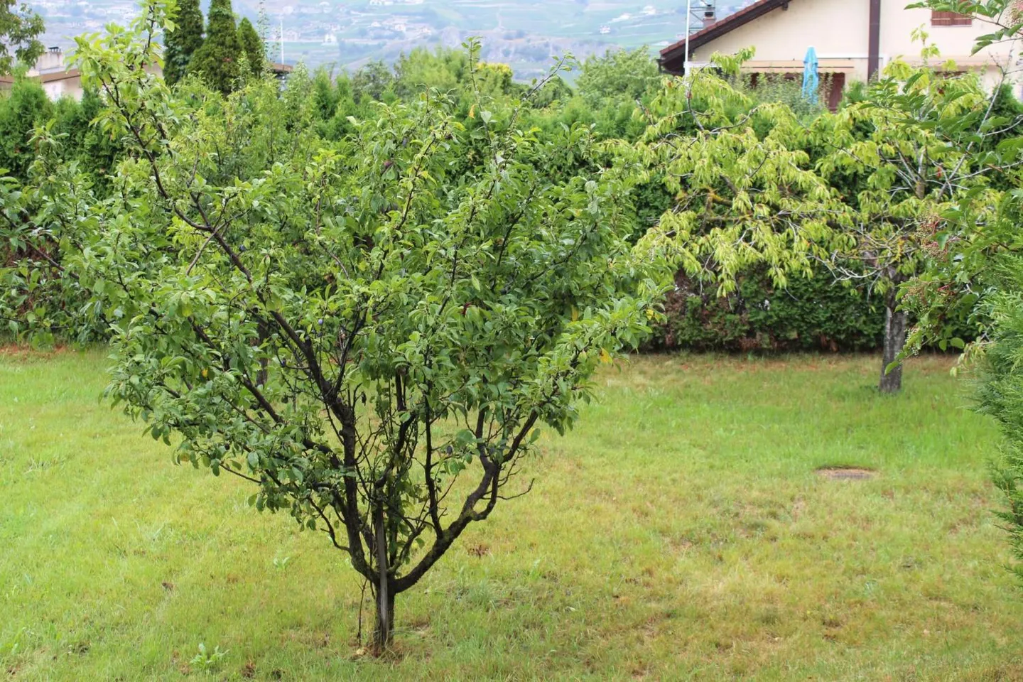 Appartamento 5 locali - Foto 5 di 5