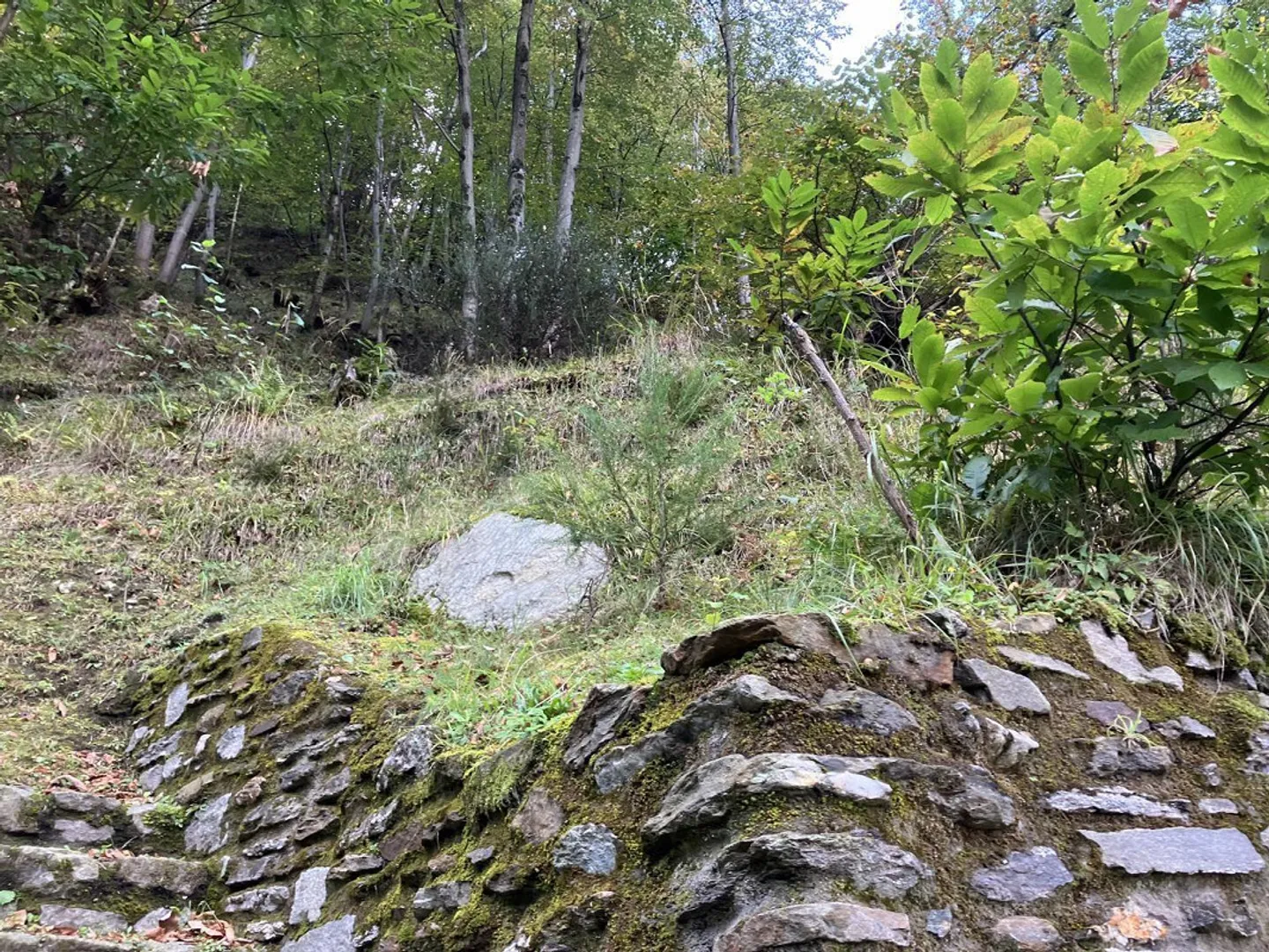 Bosco di 10615 m2 con cantina in posizione tranquilla con bella vista - Foto 6 di 10