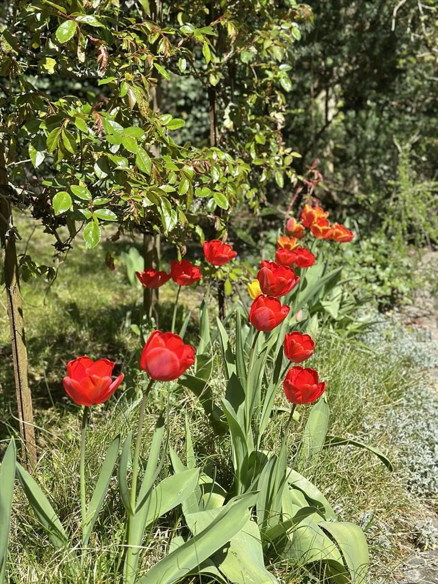Appartamento in una charmante villa individuale - Foto 7 di 13