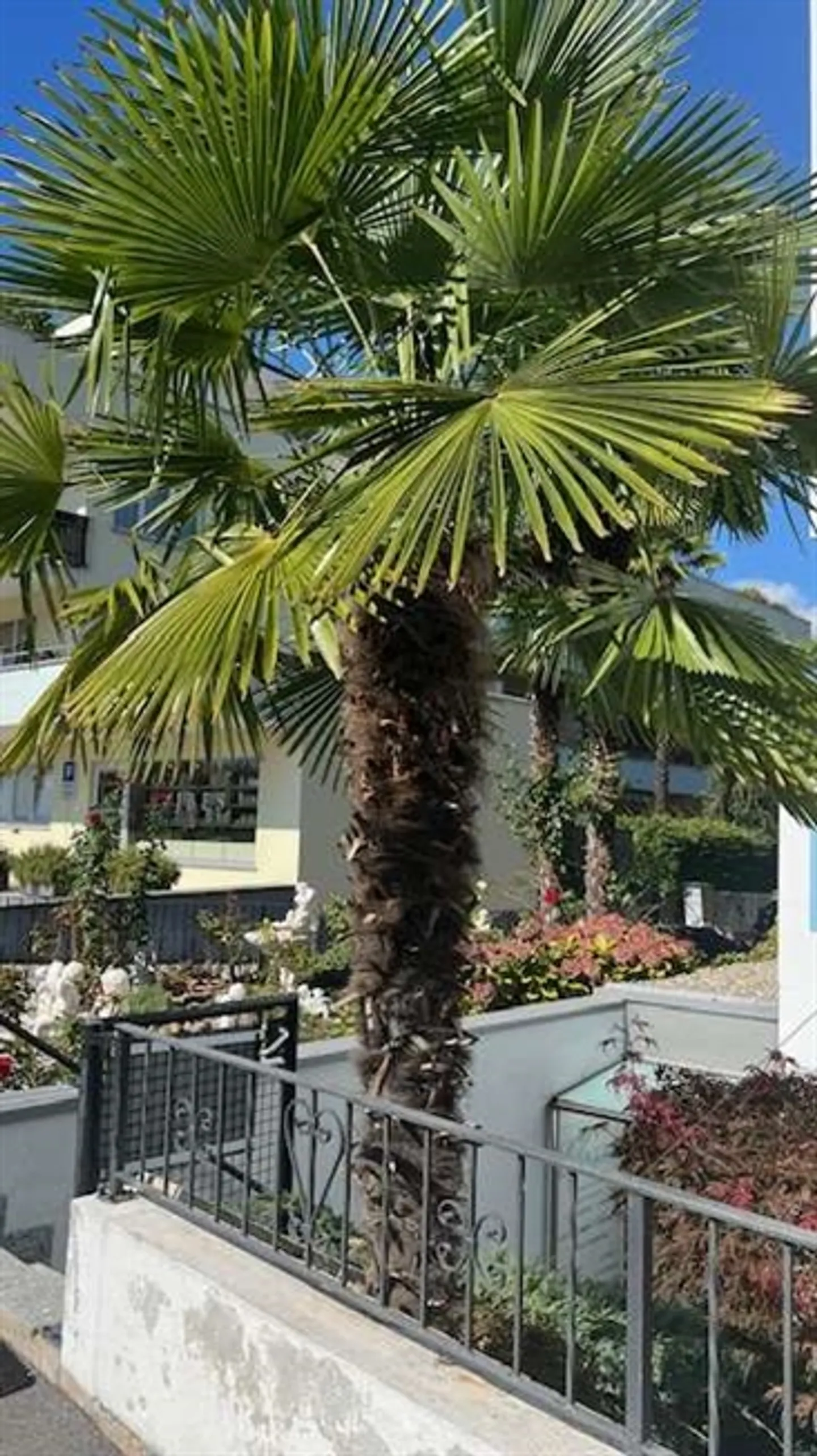 Ufficio rappresentativo con giardino e terrazza in elegante residenza ad Ascona - Foto 5 di 8
