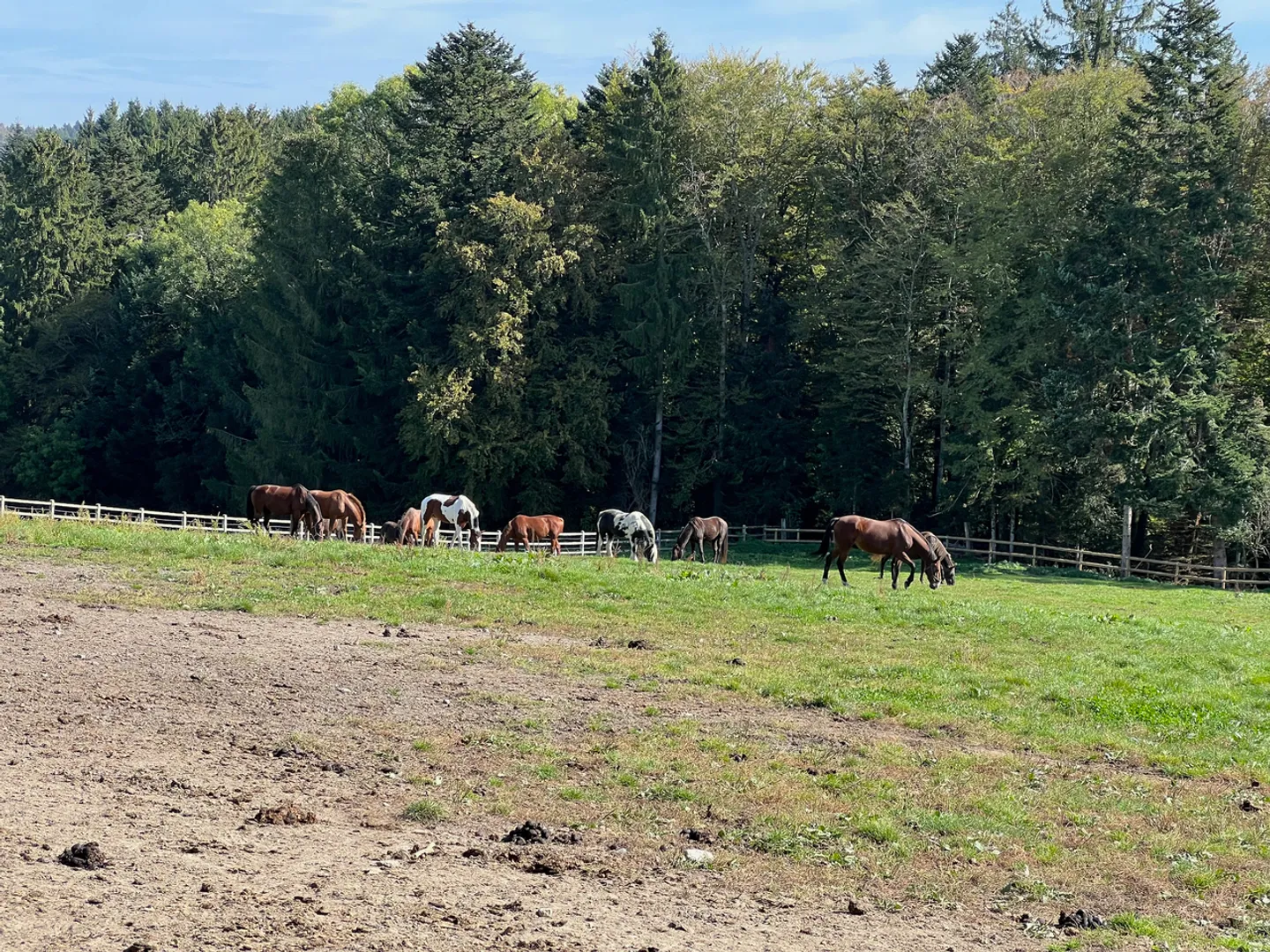 Azienda equestre vicino a Losanna - Foto 1 di 7