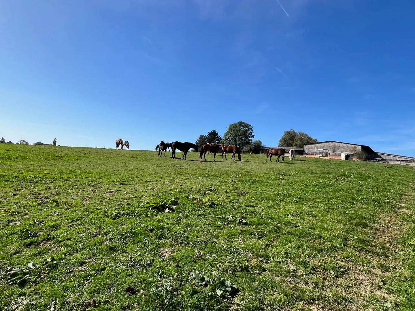 Azienda equestre vicino a Losanna - Foto 5 di 7