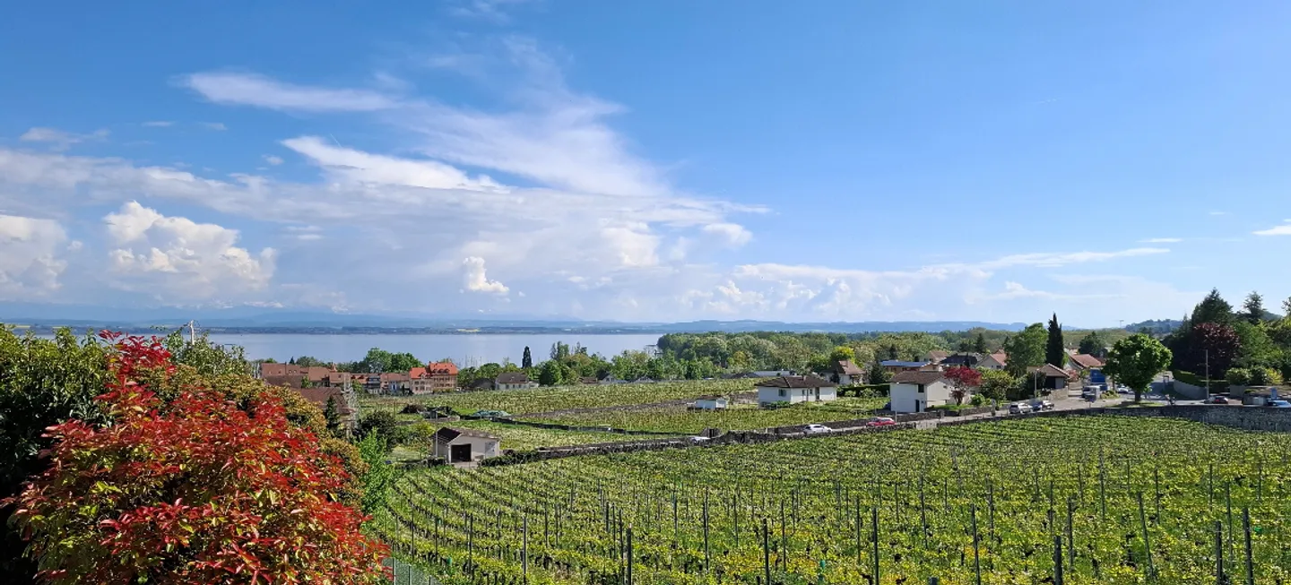 Residence AZUR - Luxury apartments in Auvernier - Photo 8 of 13