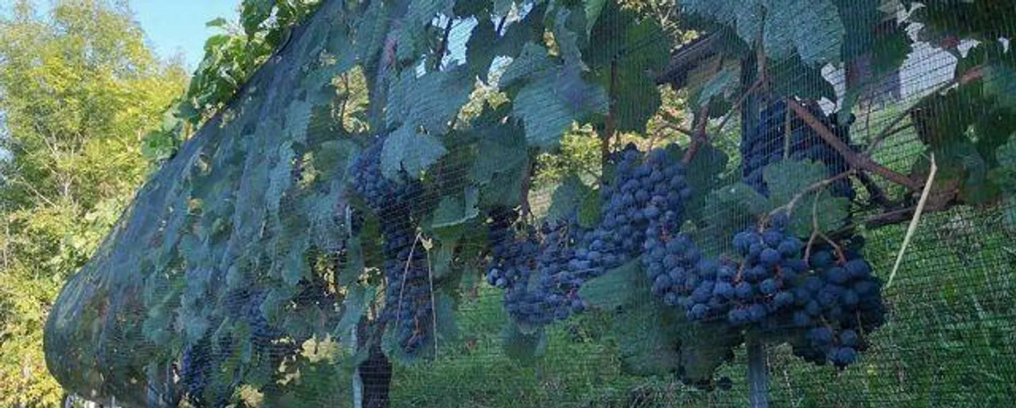 Rebberg mit Holzhäuschen an einer Panoramaaussichtslage - Foto 12 von 16