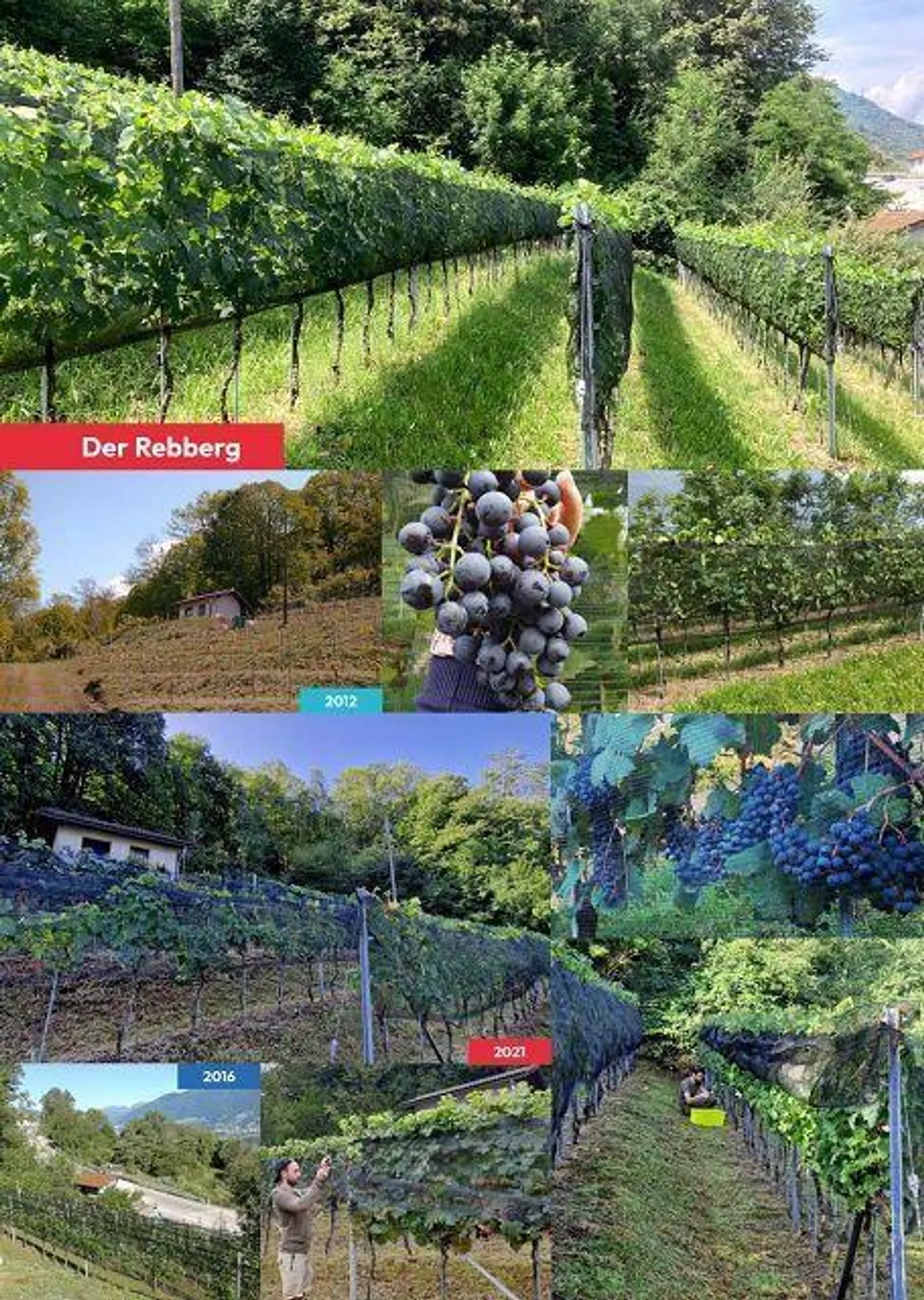 Rebberg mit Holzhäuschen an einer Panoramaaussichtslage - Foto 13 von 16