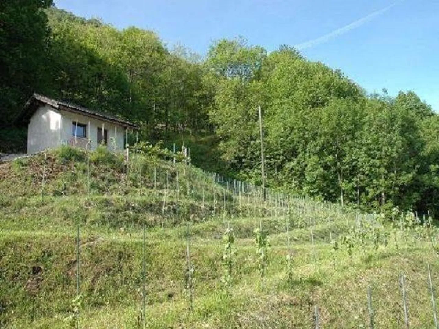 Rebberg mit Holzhäuschen an einer Panoramaaussichtslage - Foto 1 von 16