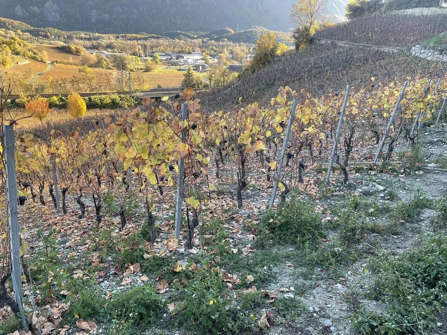 IN THE MIDST OF PICTURESQUE VINEYARDS - Photo 3 of 6