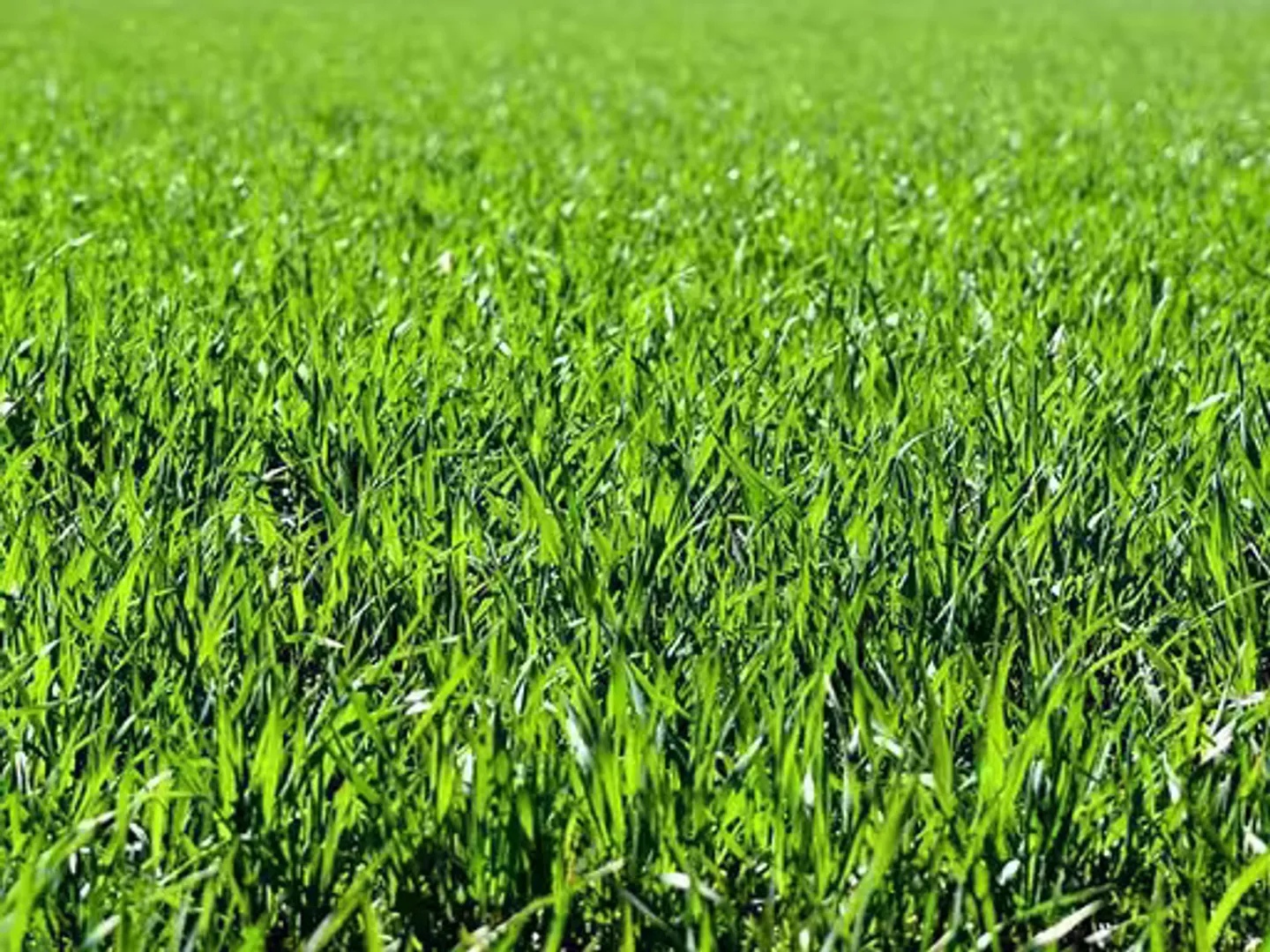 Terreno Accessibile per Sviluppo - Foto 1 di 1