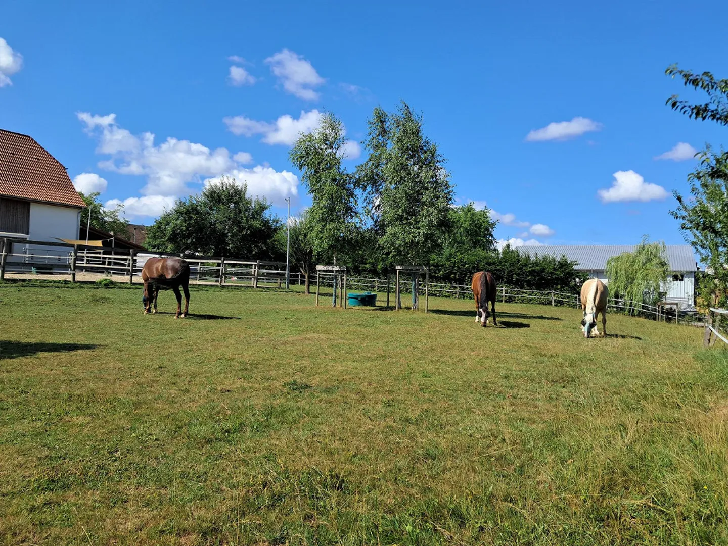 Renovated farmhouse with horse boxes, sand area and pasture - Photo 6 of 15