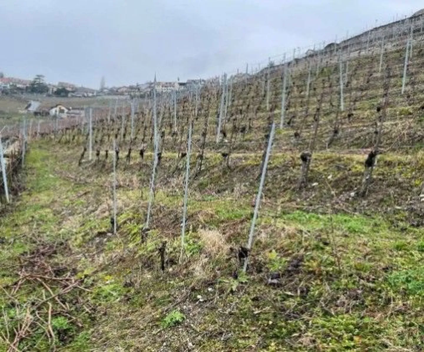 Vineyard Plot in Lavaux - Photo 1 of 13