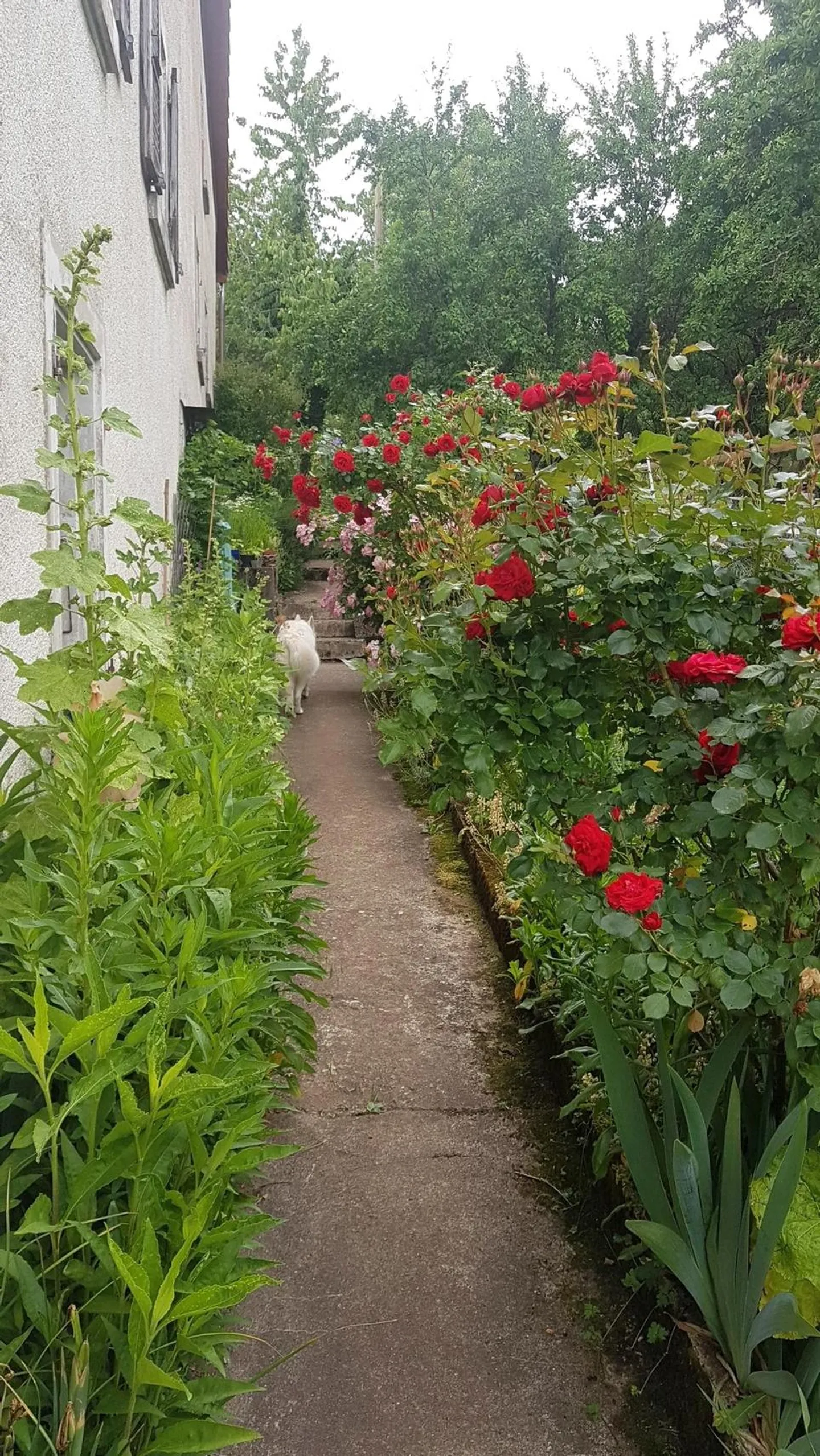 Maison Charmante avec Jardin - Photo 6 sur 13