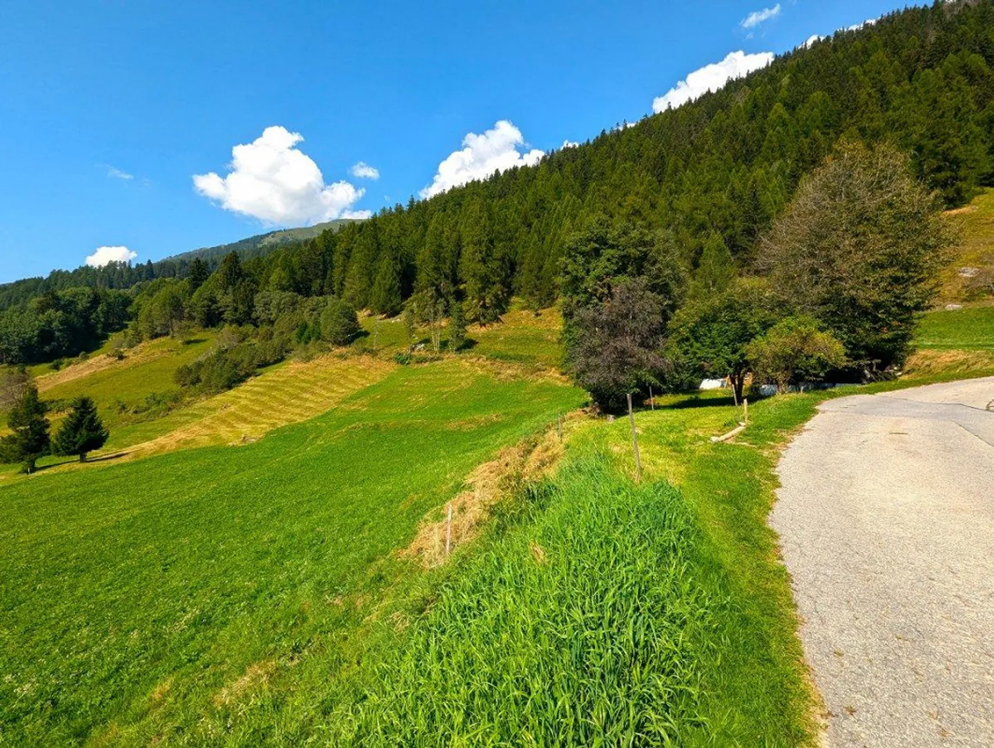 Non-buildable land on the edge of the forest in Goms - Photo 7 of 13