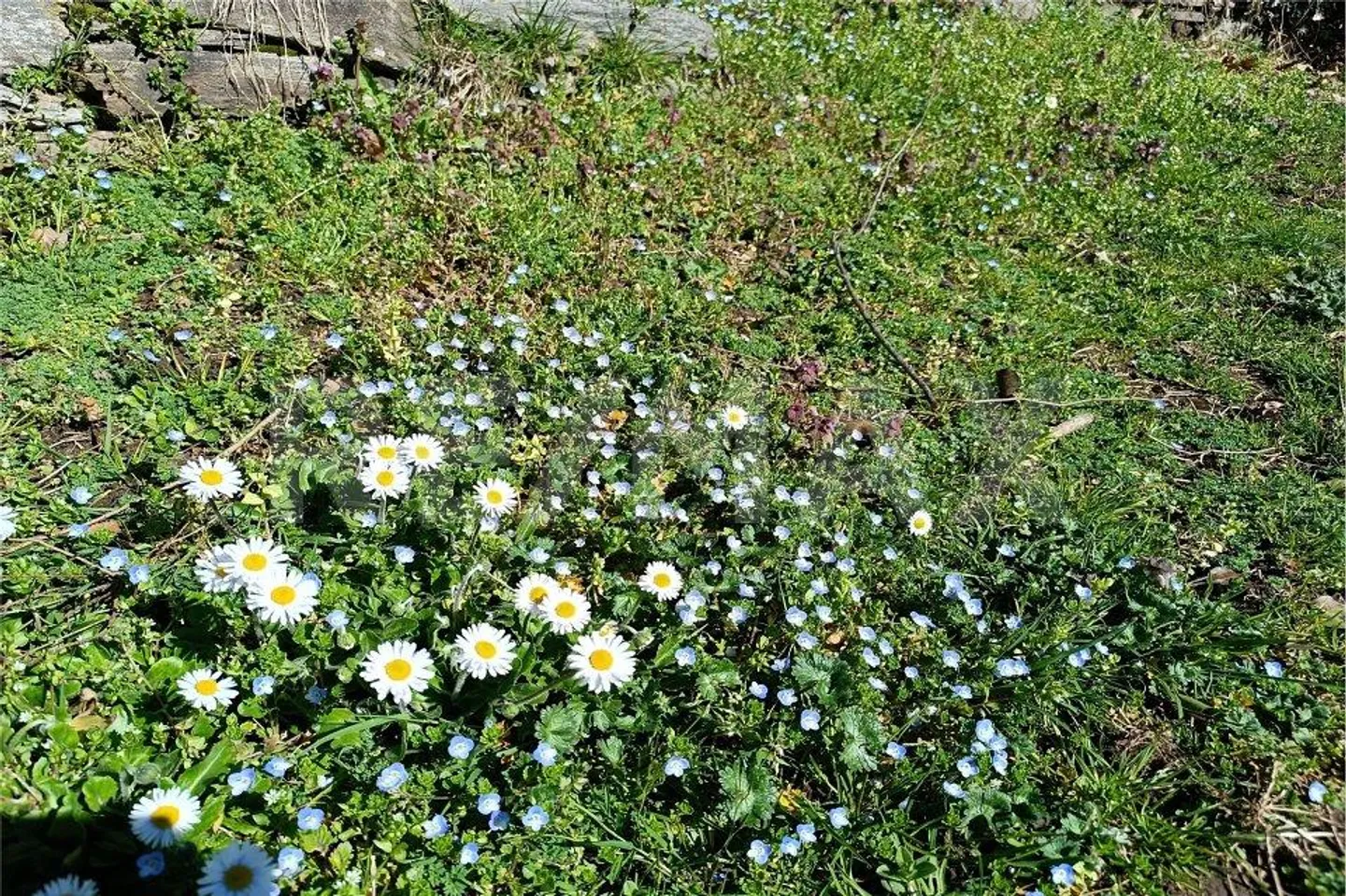 SESSA - SUINO: Rustico per vacanze con loggia e giardino separato - Foto 9 di 13