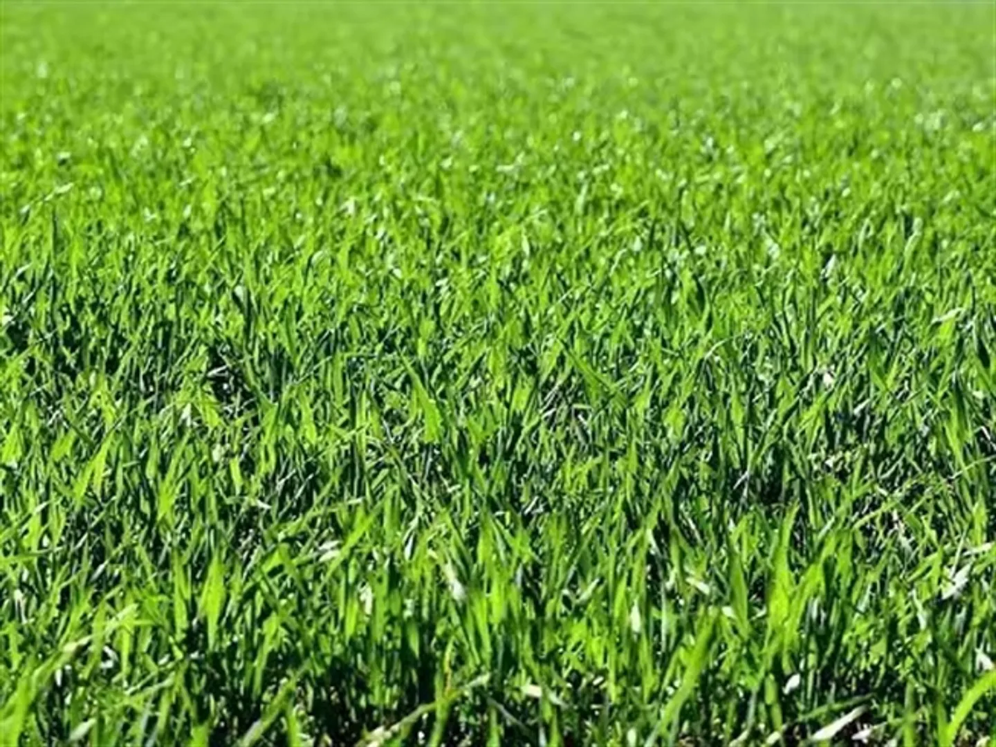 Arosio Sols R2 - Photo 1 sur 1