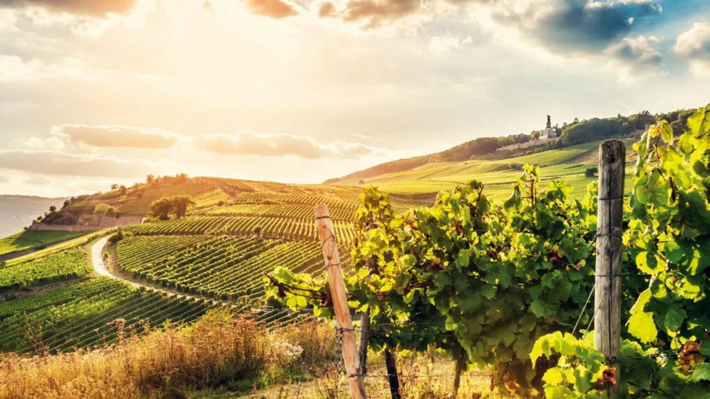 Rivendita di bevande e vini di successo con attività di eventi - Foto 8 di 8