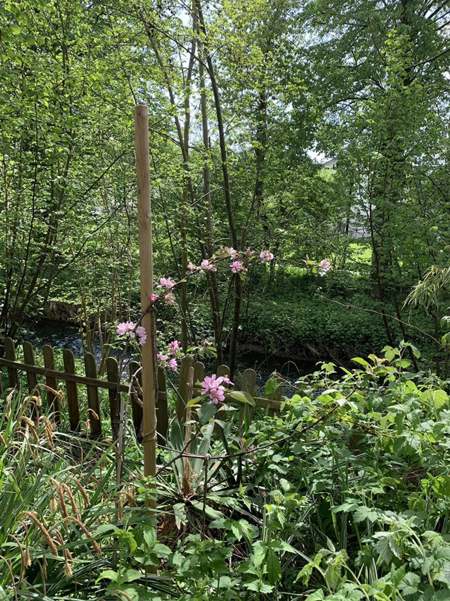 Charmantes Minergiehaus für Gartenfreunde - Foto 9 von 11