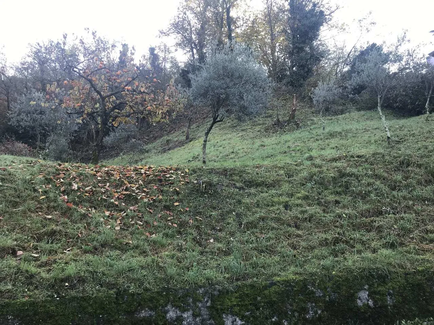 Terreno edificabile in affitto - Foto 2 di 4