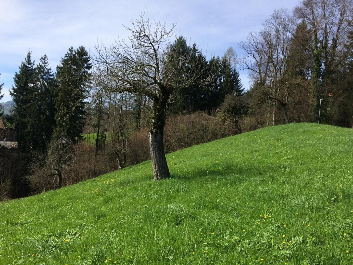 Attractive building plot in Marbach SG - Photo 4 of 7