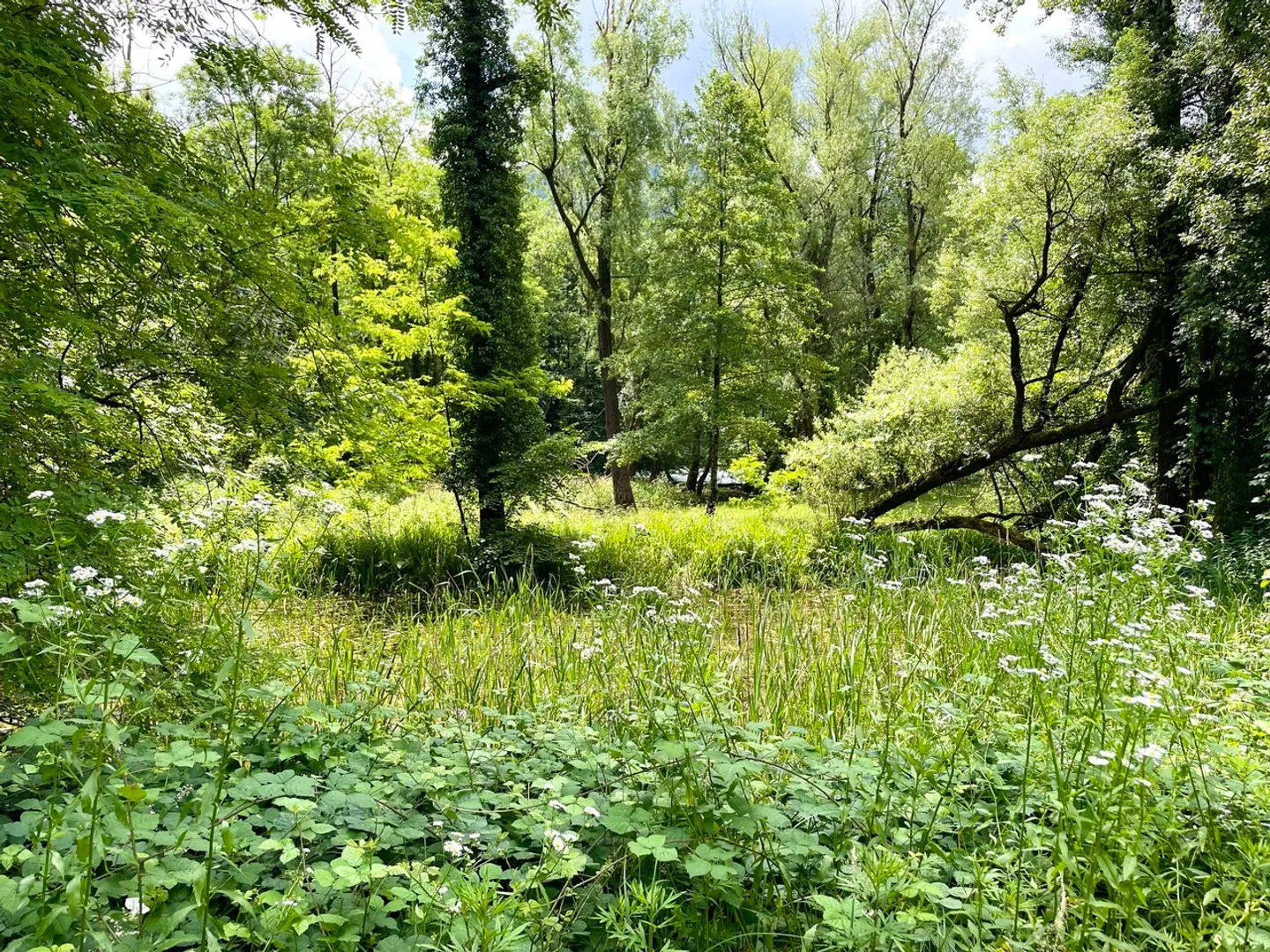 Wunderschönes Haus umgeben von einer grünen Lunge - Foto 5 von 20