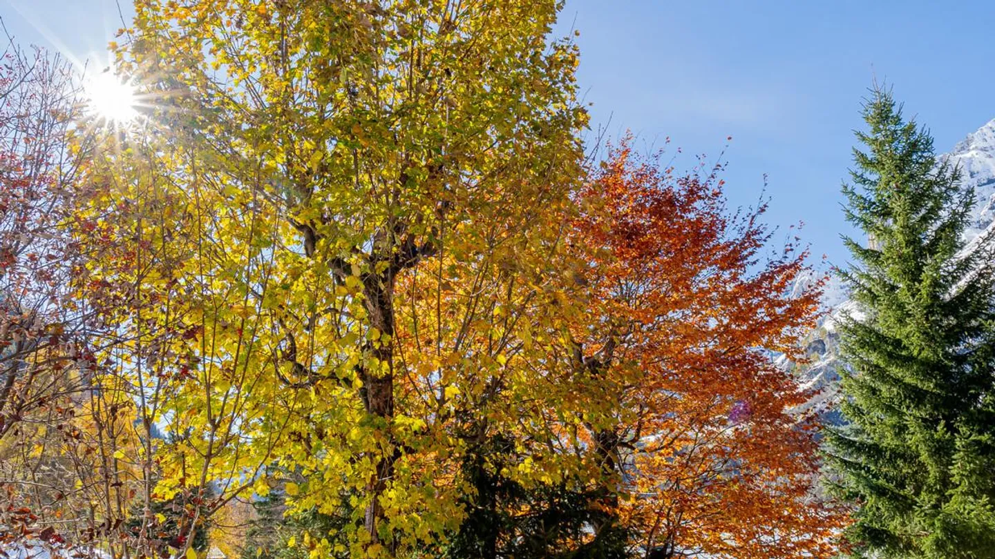Immeuble multifamilial avec 11 appartements dans le meilleur emplacement à Leukerbad - Photo 57 sur 60