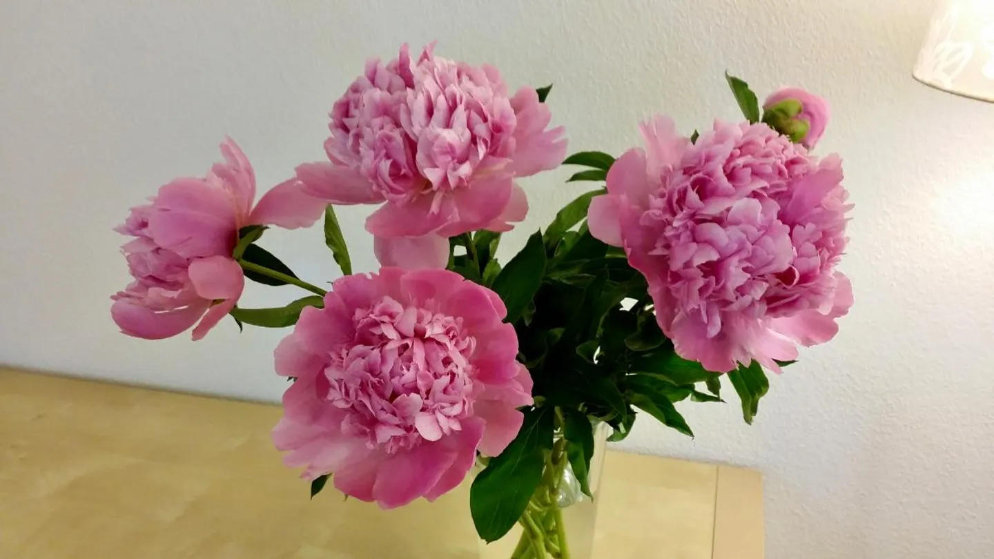 Pratica - Foto 5 di 5
