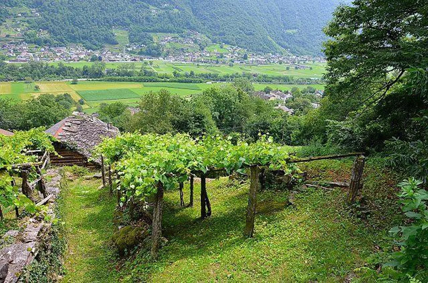 Rustico di 2,5 loc. in mezzo al verde, molto tranquilla e soleggiata, con bella vista - Foto 19 di 26