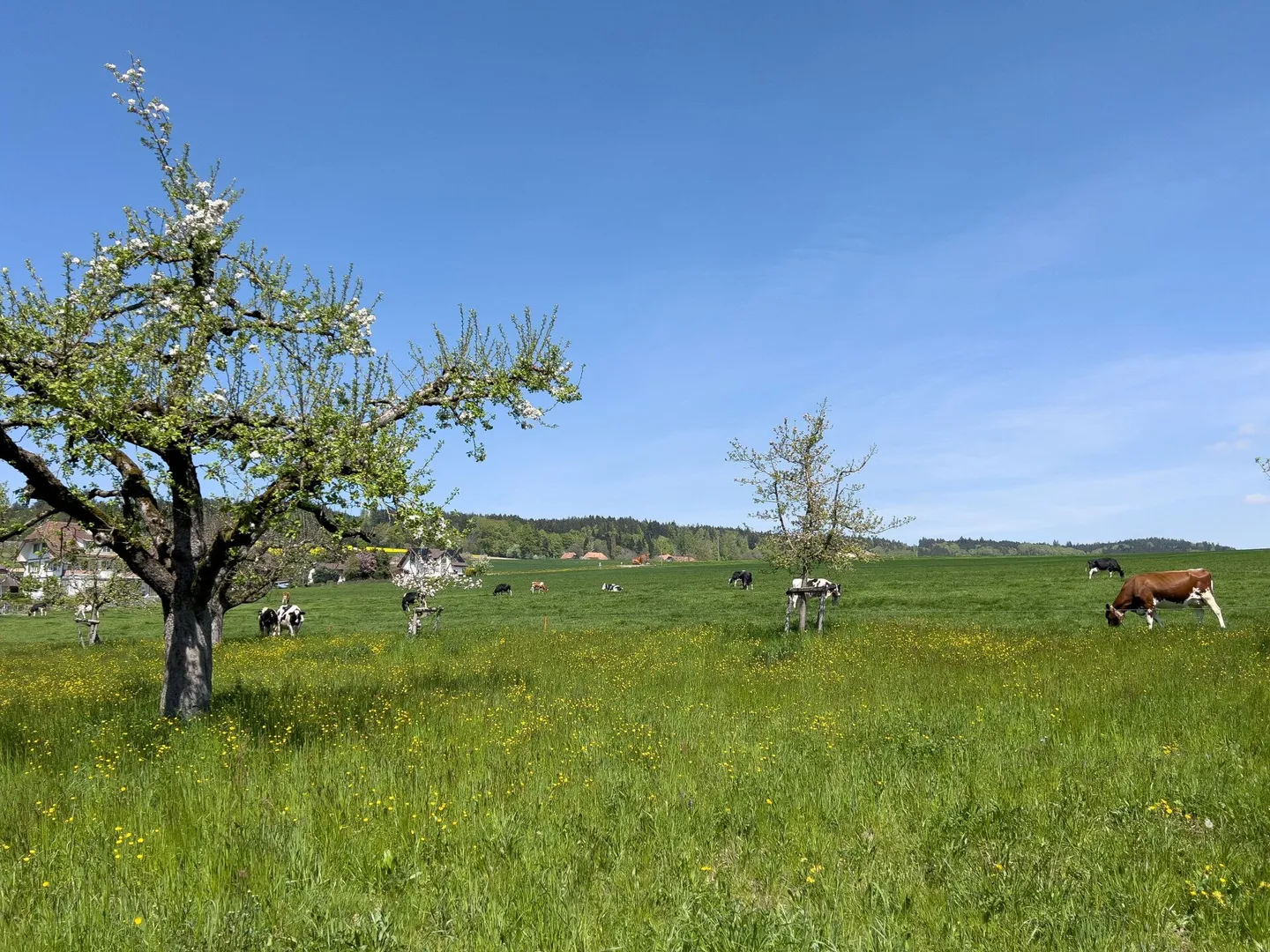 Fattoria storica con quattro appartamenti e bellissimi dintorni - Foto 9 di 27