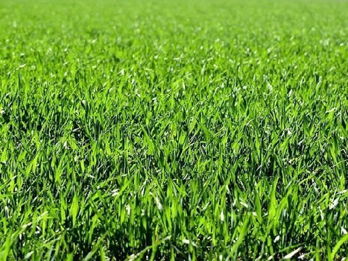 Terreno edificabile in vendita - Foto 1 di 1